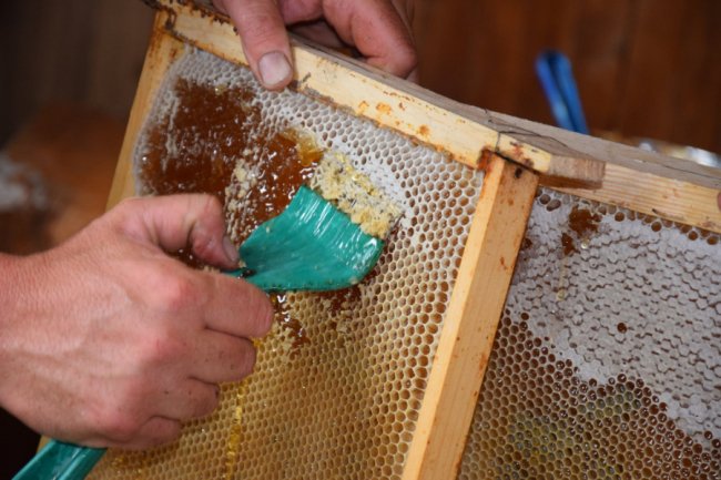На пасіці Маневицького лісгоспу викачали перший мед. ФОТО, ВІДЕО 