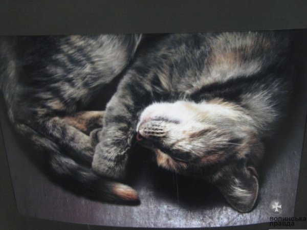 У Луцьку стартував «Art Now Session». ФОТО