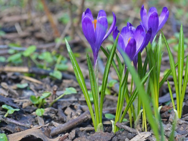  До 18° тепла:  тижневий прогноз погоди на Волині
