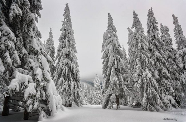 Зимова магія Карпат на світлинах луцького фотографа