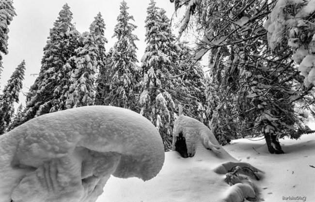 Зимова магія Карпат на світлинах луцького фотографа