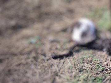 Волинянин заморив голодом до смерті тварин брата, який зараз воює на передовій