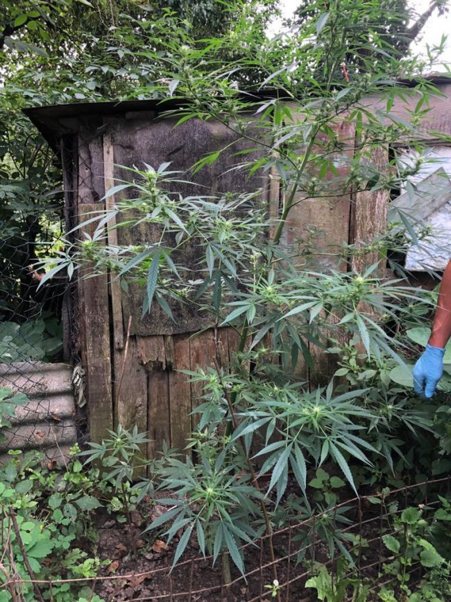 За зберігання наркотиків у Луцьку судитимуть чоловіка