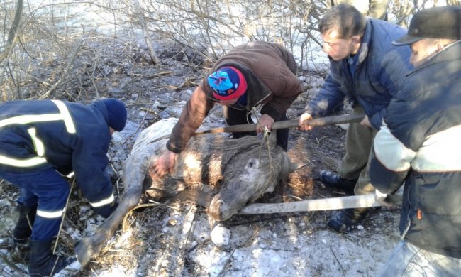 На Волині під кригу провалився кінь