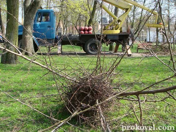 Влада оголосила війну ковельським воронам