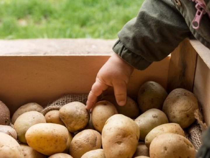 Де не можна зберігати картоплю взимку: запам’ятайте ці місця