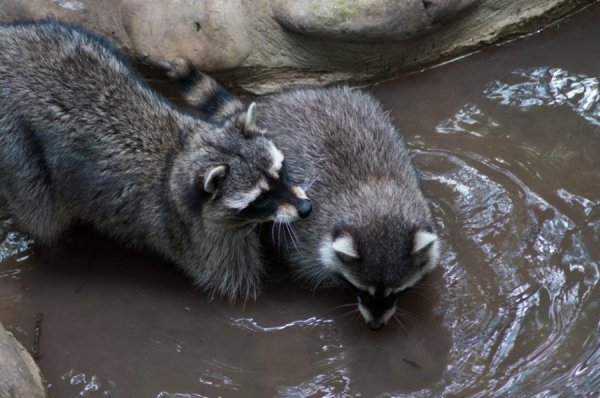 У Луцькому зоопарку готують сюрприз для всіх закоханих. ФОТО
