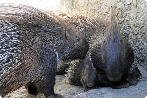 У Луцькому зоопарку готують сюрприз для всіх закоханих. ФОТО