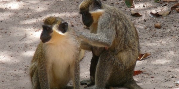 У Луцькому зоопарку готують сюрприз для всіх закоханих. ФОТО