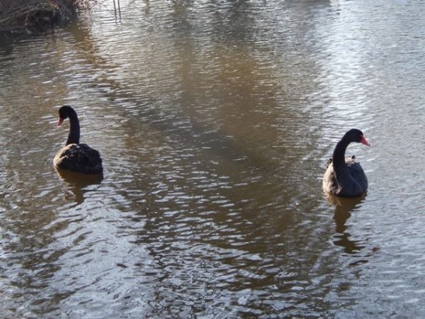 У Луцькому зоопарку готують сюрприз для всіх закоханих. ФОТО