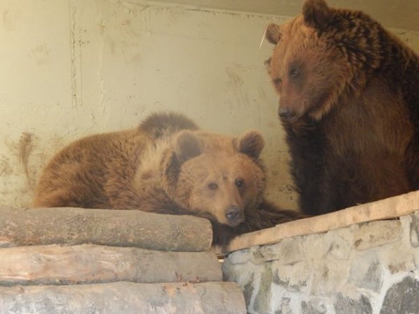 У Луцькому зоопарку готують сюрприз для всіх закоханих. ФОТО