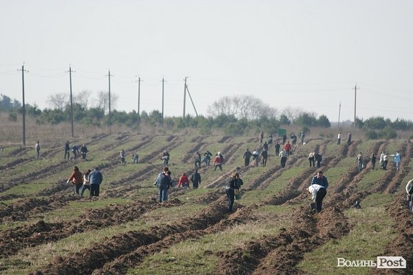 Луцьке сміттєзвалище посадовці обсаджують лісом. ФОТО. ВІДЕО