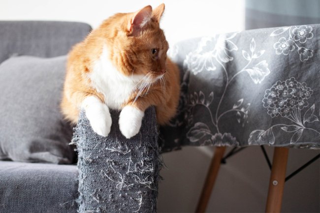 Як захистити диван від кота: 5 перевірених методів