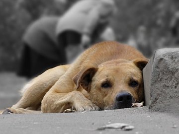 Судили пенсіонерку, яка на очах у дітей вбивала безпритульних собак
