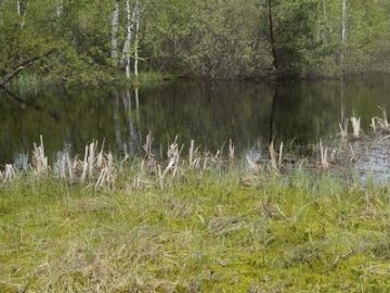 У волинському селі водойми перетворюються на болото. ВІДЕО