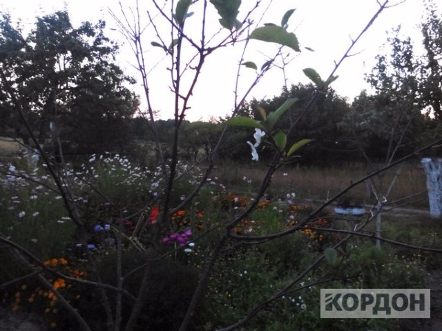 На Волині на початку осені зацвіли вишні