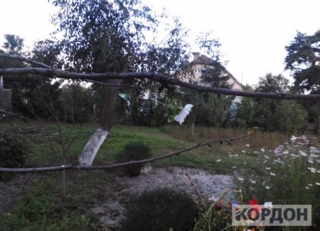 На Волині на початку осені зацвіли вишні