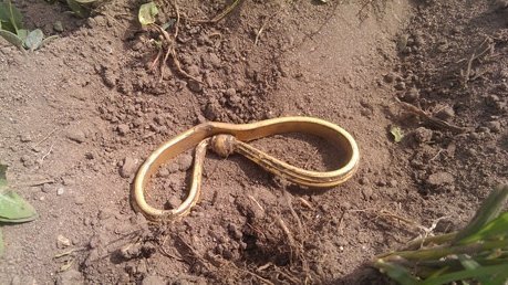 У Данії знайшли найбільший скарб вікінгів. ФОТО