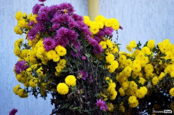 Фотопогляд: проспект Перемоги