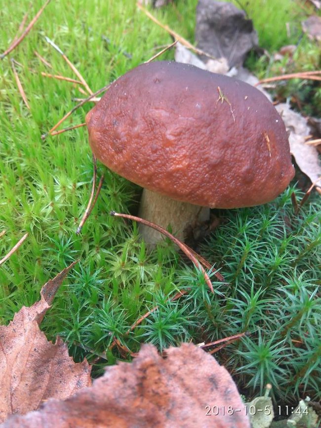Троє луцьких фотографів похвалилися грибним уловом. ФОТО