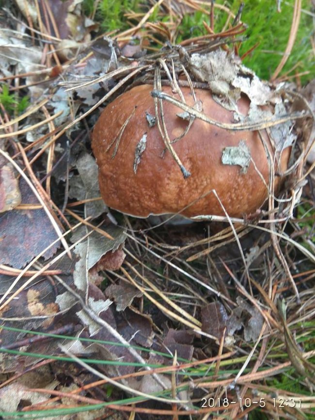 Троє луцьких фотографів похвалилися грибним уловом. ФОТО
