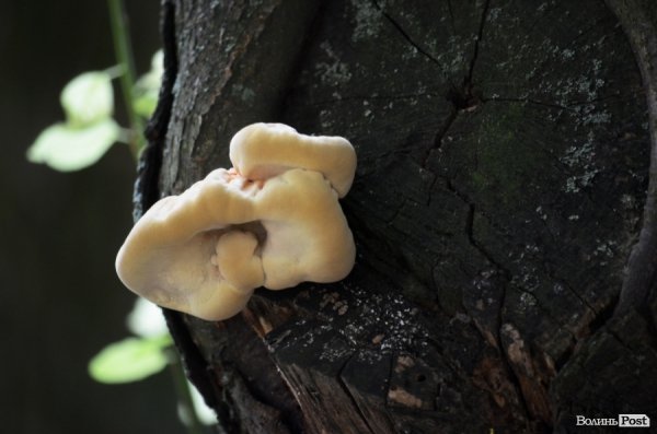 Фотопогляд: вулиця Шопена 