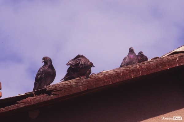 Фотопогляд: вулиця Шопена 