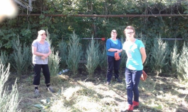 Озелененням Луцька займаються безробітні