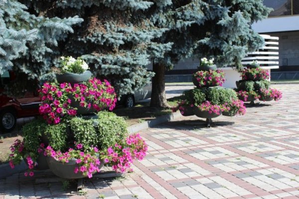 Луцьк засаджують квітами. ФОТО