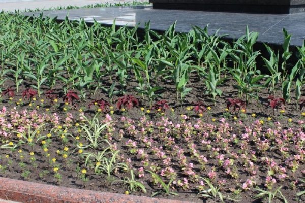 Луцьк засаджують квітами. ФОТО