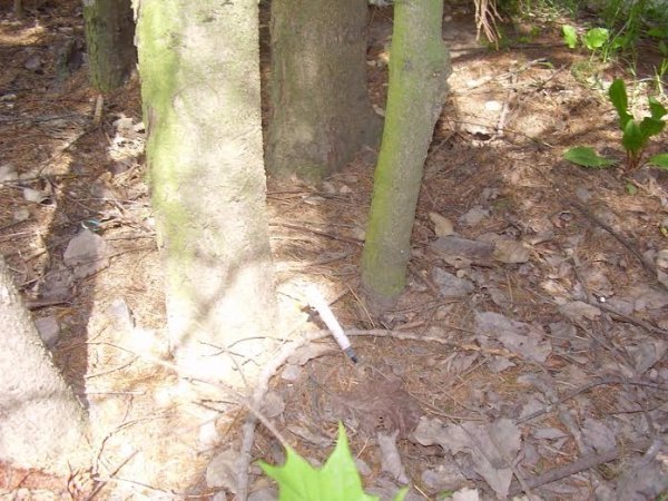 Екологічну акцію провели в Академії рекреаційних технологій і права. ФОТО