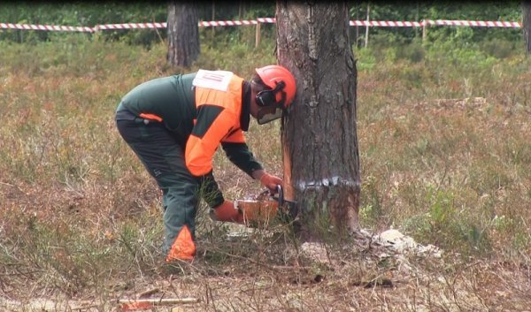На Волині пройшли змагання вальників лісу. ФОТО