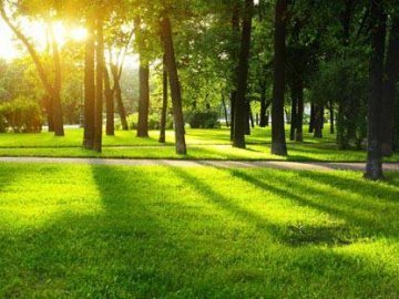 У Луцьку засмічену лісопосадку хочуть перетворити на «Спільнопарк» 