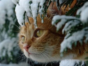 Погода у Луцьку та Волинській області на завтра, 25 січня