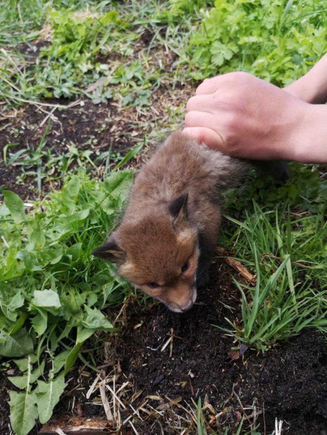 Неповнолітній волинянин продавав чотирьох лисенят: тварин врятували