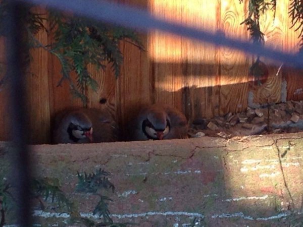 У Луцькому зоопарку - нові мешканці. ФОТО