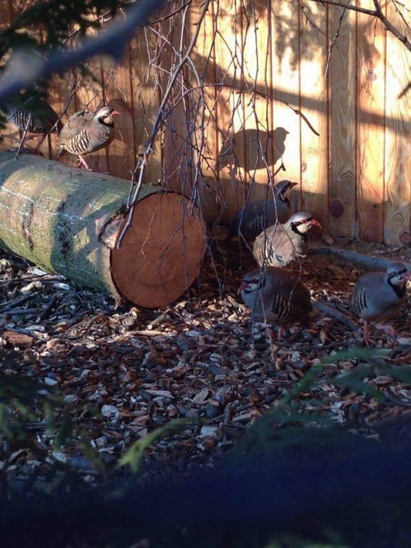 У Луцькому зоопарку - нові мешканці. ФОТО