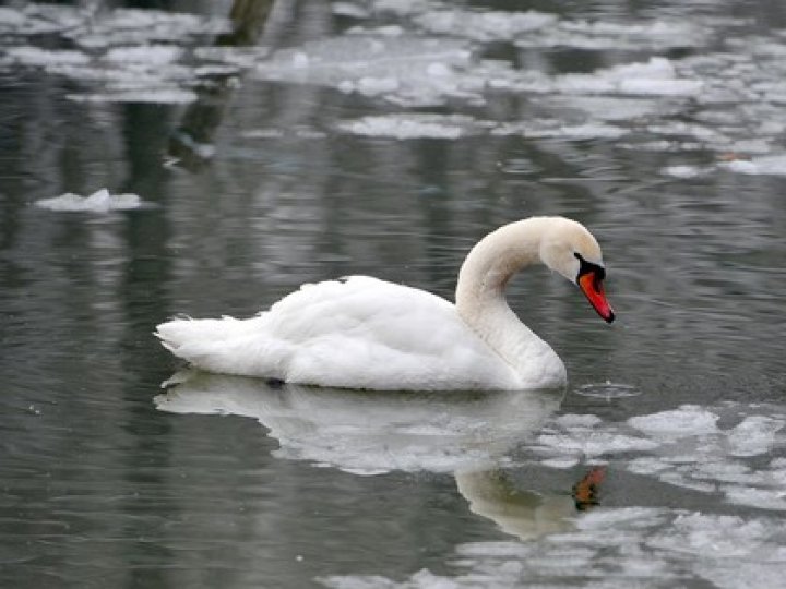 Лебедям, які зимують у Луцьку, страшні не тільки морози. ВІДЕО