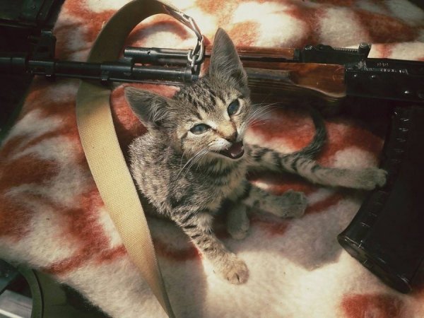 Фото з передової: військові та їх улюбленці. ФОТО