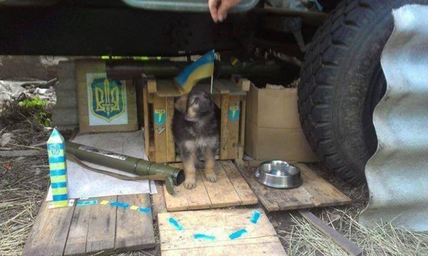 Фото з передової: військові та їх улюбленці. ФОТО