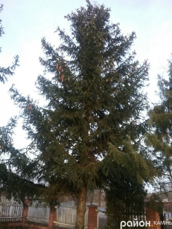 У місті на Волині встановили новорічну ялинку