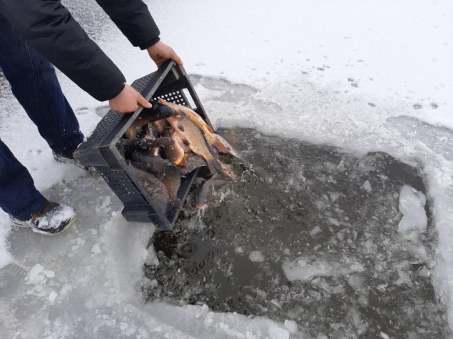 На Волині до водосховища вселили понад 2 тонни цінних видів риб. ФОТО