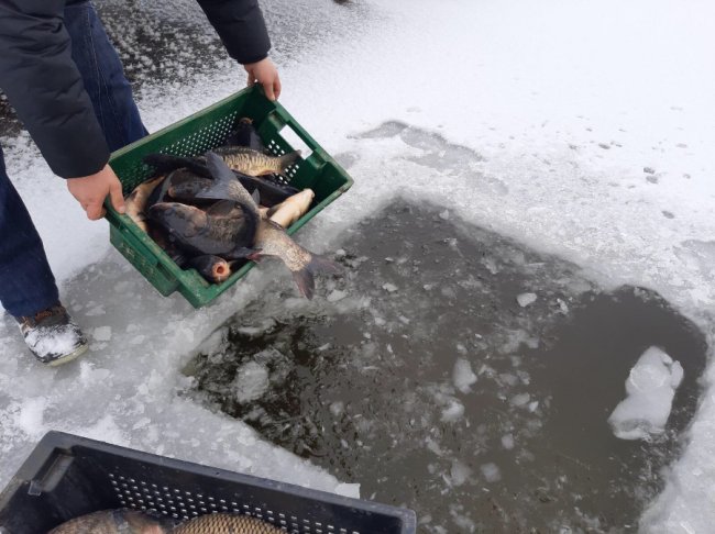 На Волині до водосховища вселили понад 2 тонни цінних видів риб. ФОТО