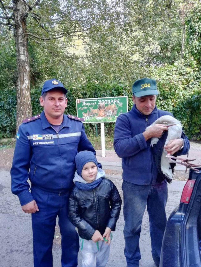 Лелеку, який блукав дитсадком на Волині, завезли у зоопарк