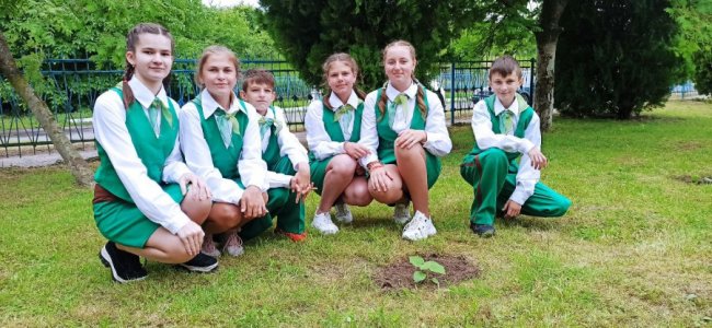 У селі Чаруків висадили алею павловній