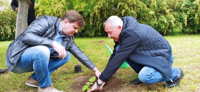 У селі Чаруків висадили алею павловній