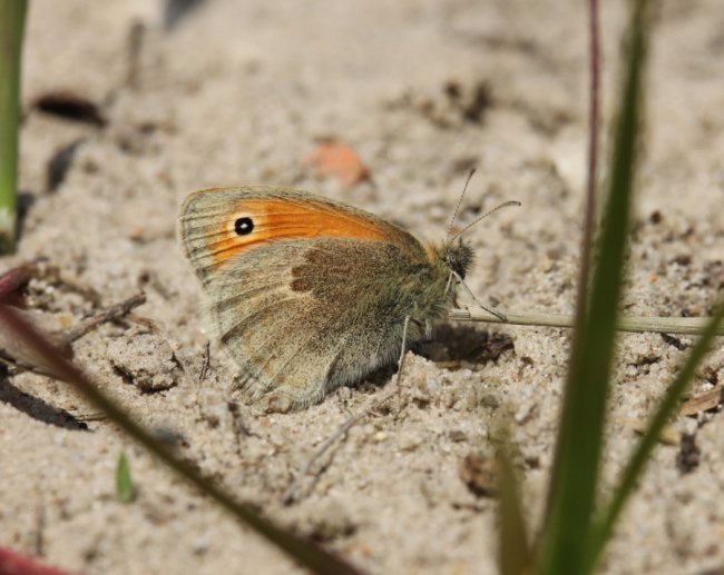 Прочанок памфіл або сінниця звичайна або малий жовтий сатир (Coenonympha pamphilus)