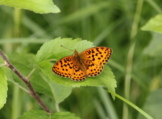 Перлівець Дафна (Brenthis daphne)