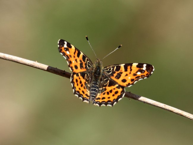 Сонцевичок змінний (Araschnia levana)