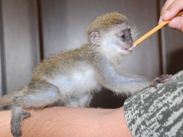 У Луцькому зоопарку народилось мавпеня. ФОТО